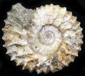 Pavlovia Ammonite Fossil - Siberia #29767-1